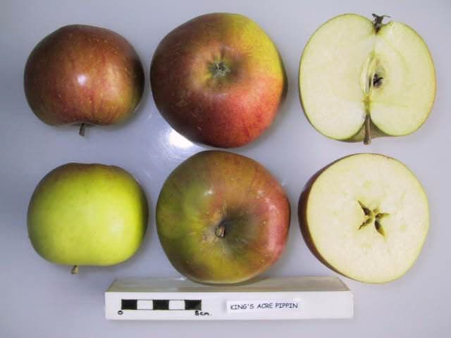 King's Acre Pippin apple