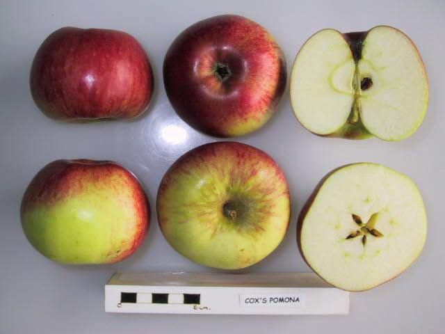 Cox's Pomona apple