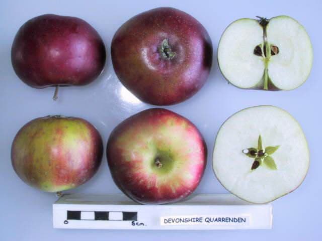 Devonshire Quarrenden apple
