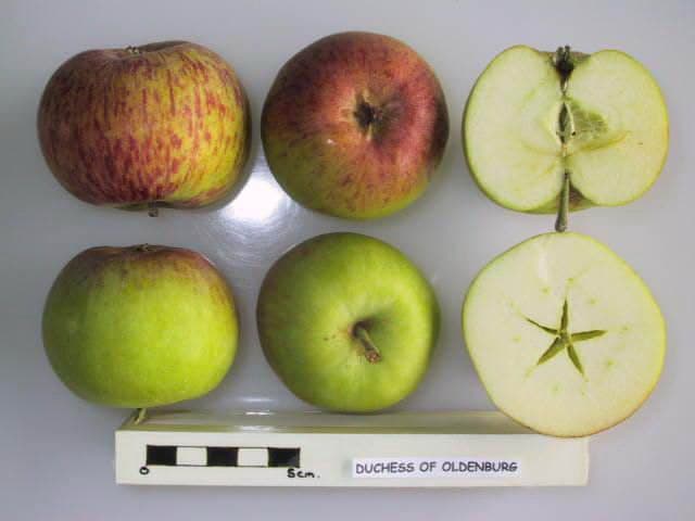 Duchess of Oldenburg apple