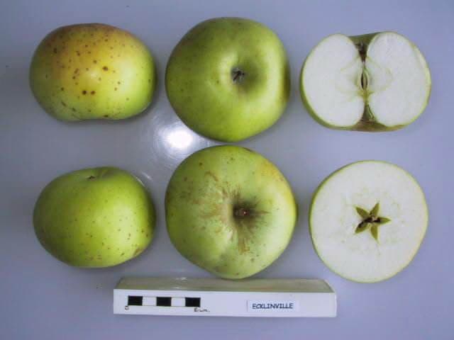 Ecklinville apple