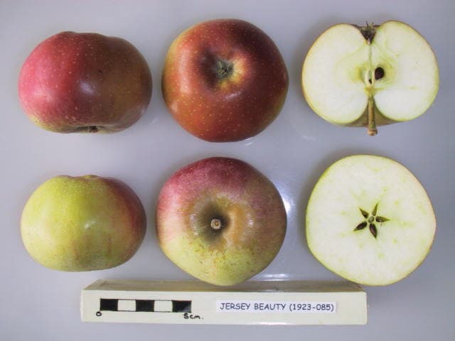 Emilia apple