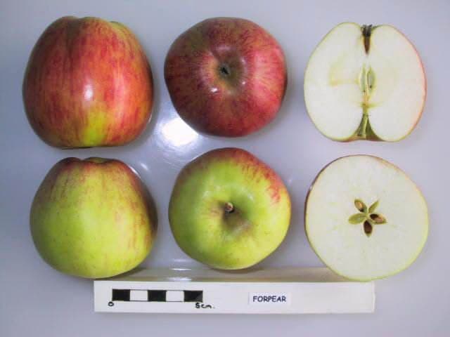 Forpear apple