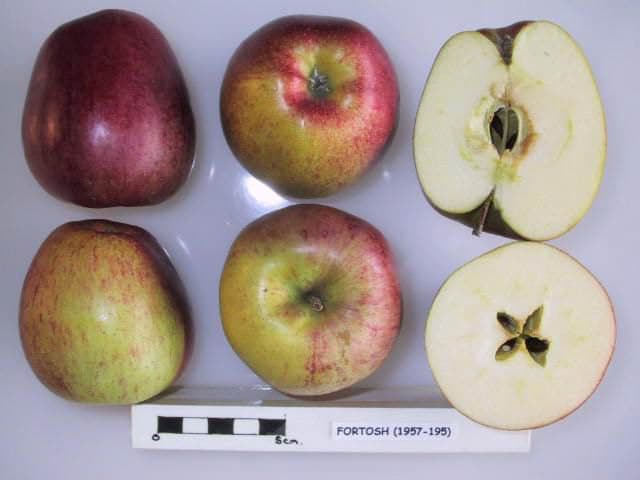 Fortosh apple