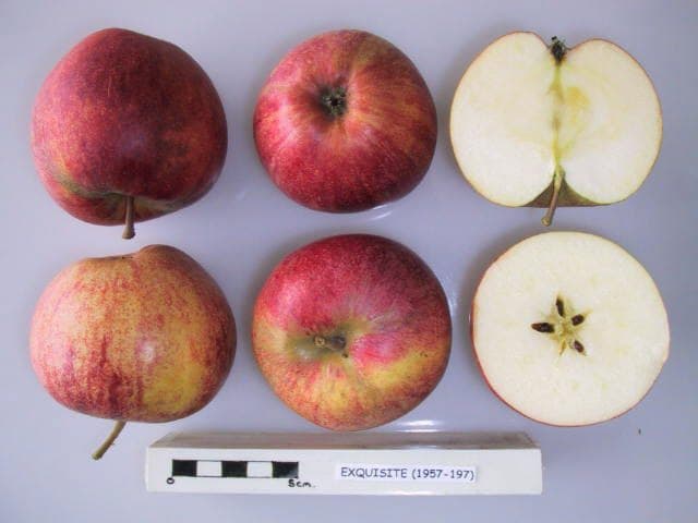 Exquisite apple