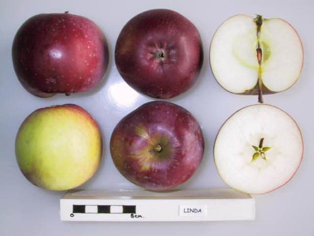 Linda apple