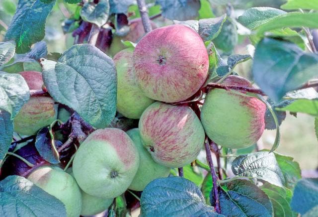 Macross apple