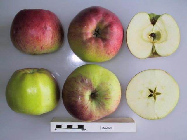 Milfor apple