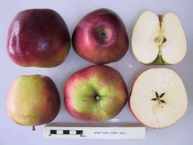 Newtosh apple