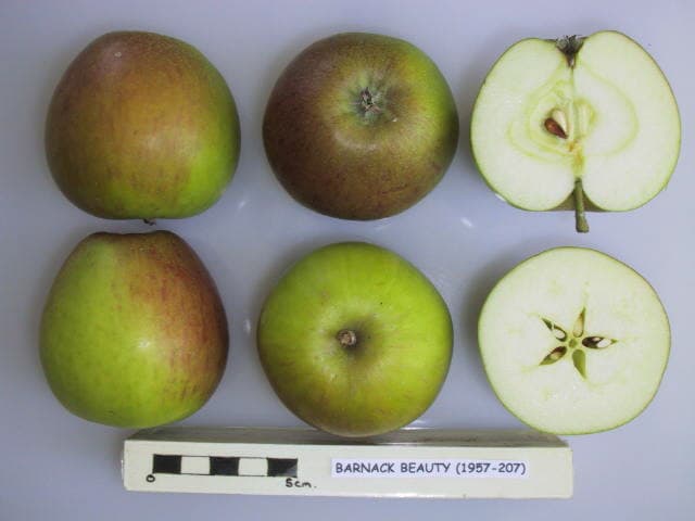 Barnack Beauty apple