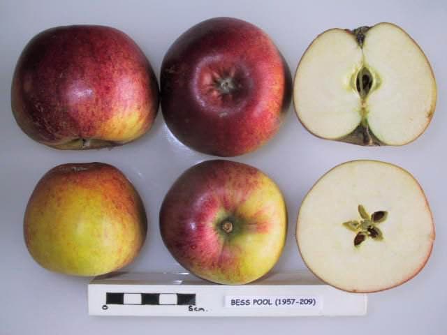 Bess Pool apple
