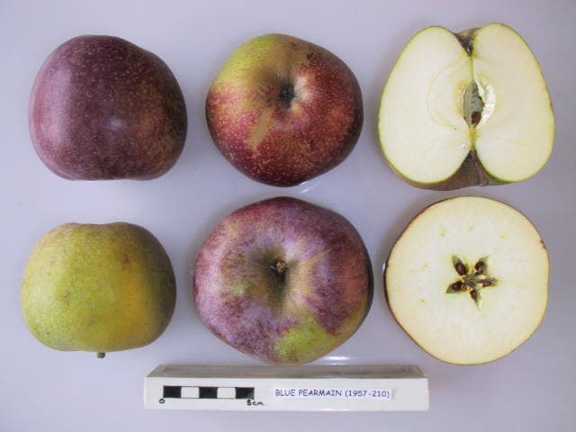 Blue Pearmain apple