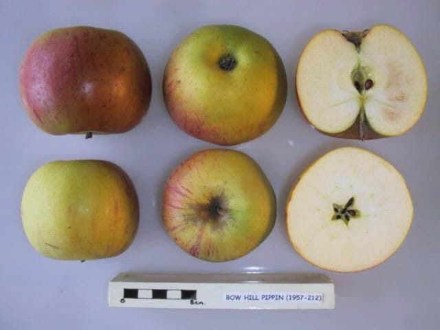 Bow Hill Pippin apple