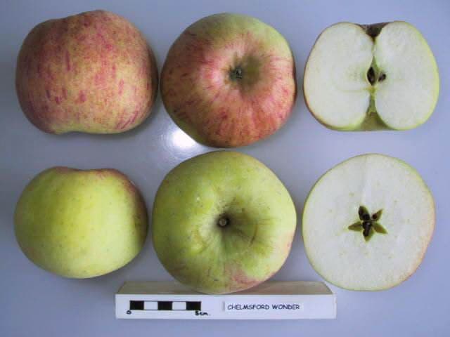 Chelmsford Wonder apple