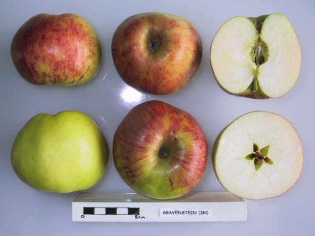 Gravenstein apple