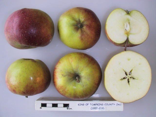 Tompkins King apple