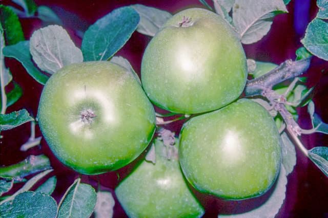 Deans' Codlin apple