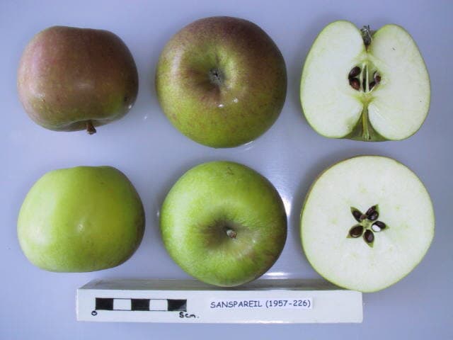 Sanspareil apple