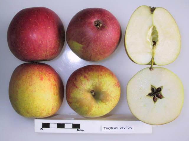 Thomas Rivers apple