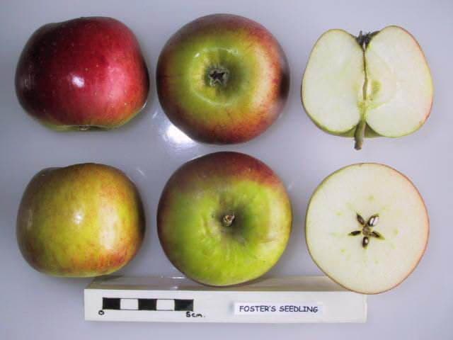 Foster's Seedling apple