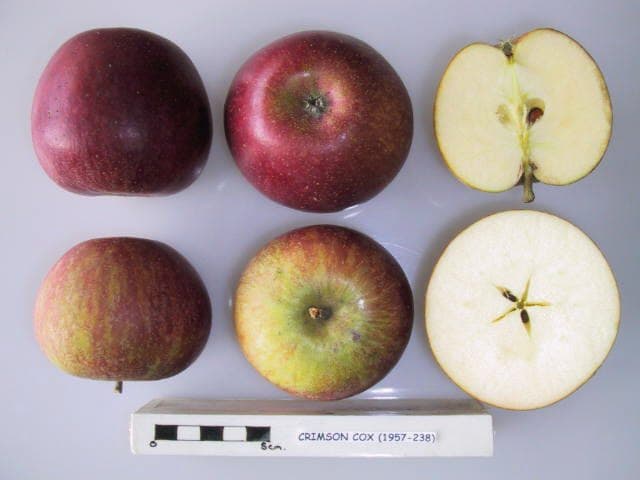 Crimson Cox apple