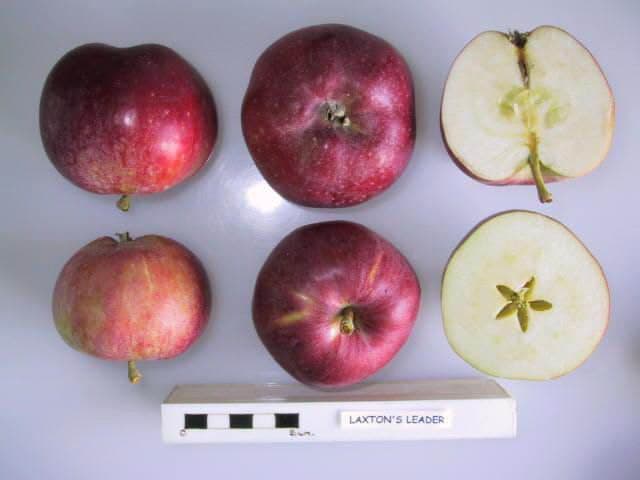 Laxton's Leader apple