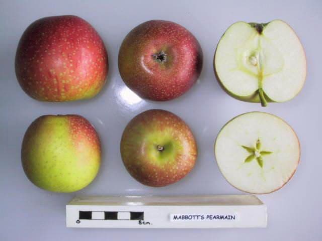 Mabbott's Pearmain apple
