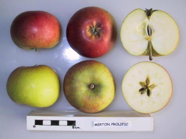 Merton Prolific apple