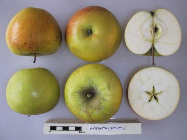 Shoesmith apple
