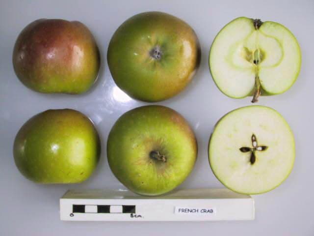 French Crab apple