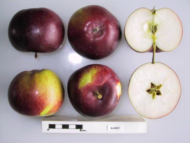Barry apple
