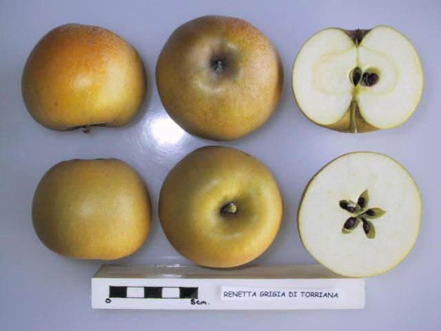 Renetta Grigia di Torriana apple