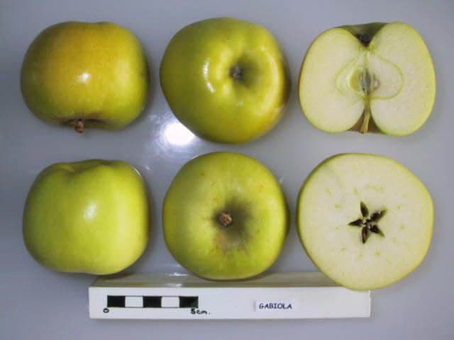 Gabiola apple