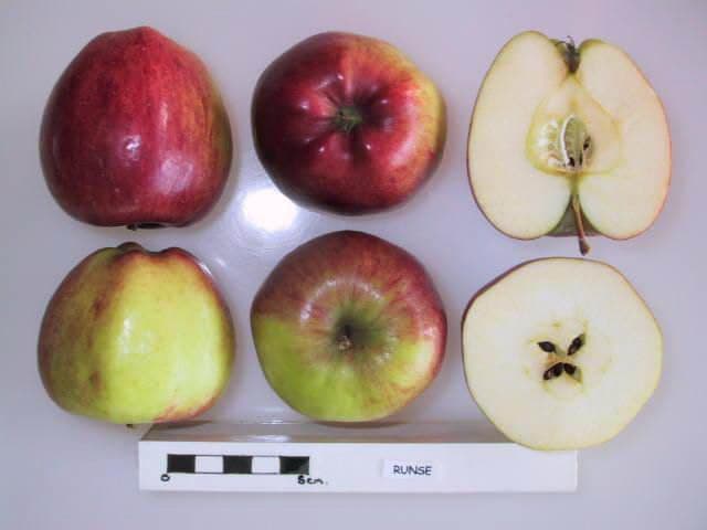 Runse apple