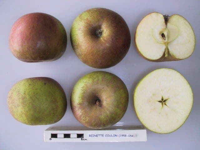 Reinette Coulon apple