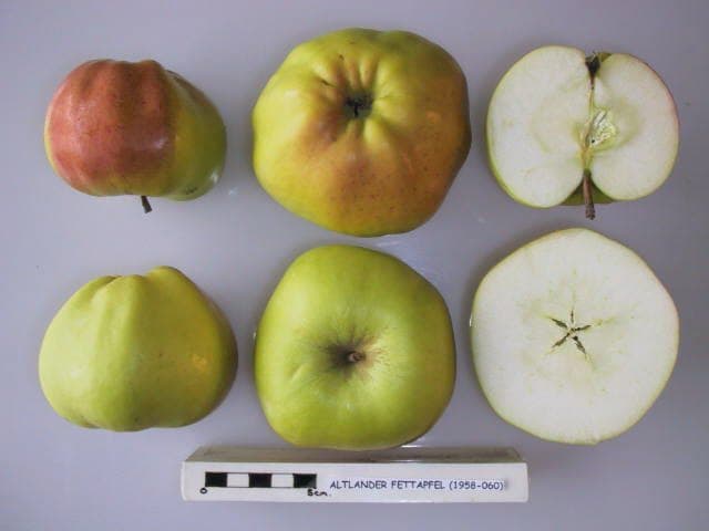 Altlander Fettapfel apple