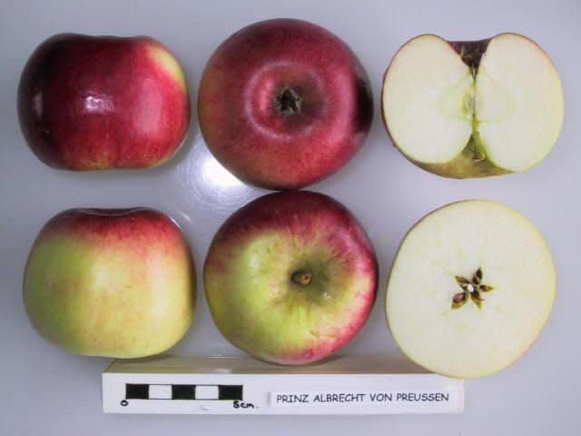 Prinz Albrecht von Preussen apple