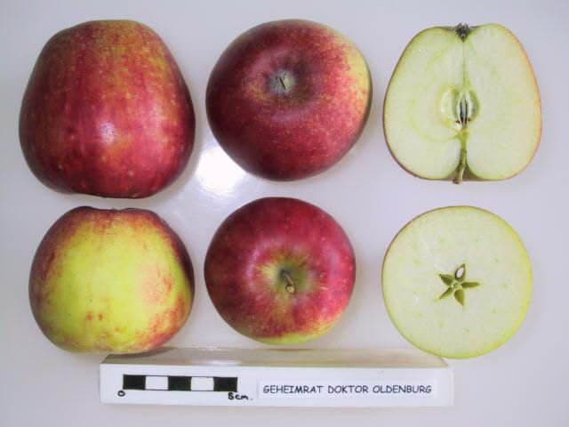 Geheimrat Doktor Oldenburg apple