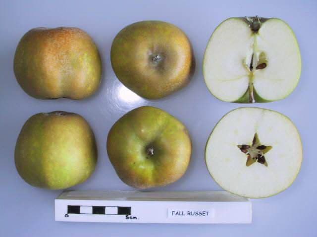 Fall Russet apple