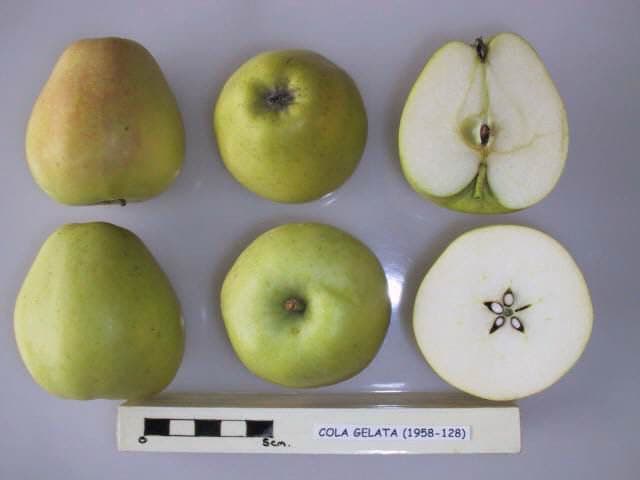 Cola Gelata apple