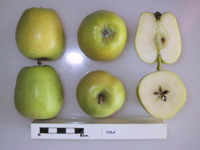 Cola apple