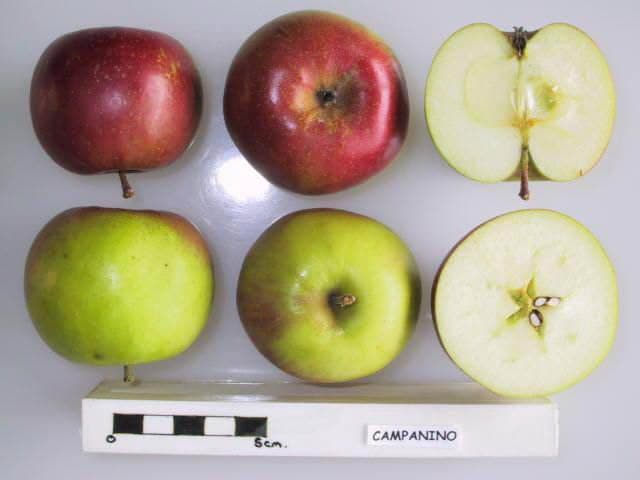 Campanino apple