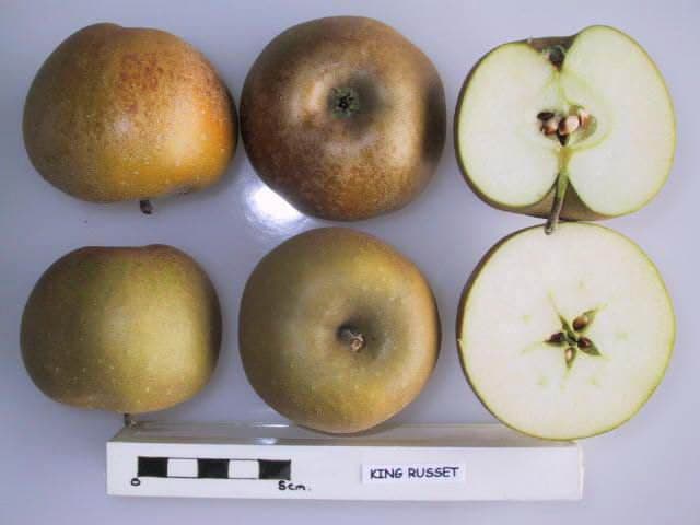 King Russet apple