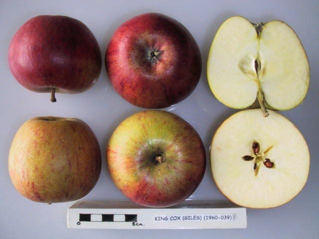 King Cox apple