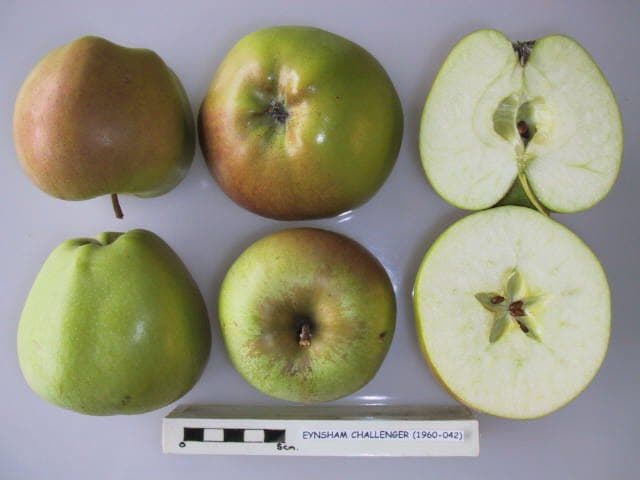 Eynsham Challenger apple