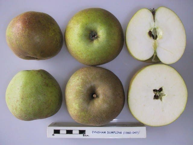 Eynsham Dumpling apple
