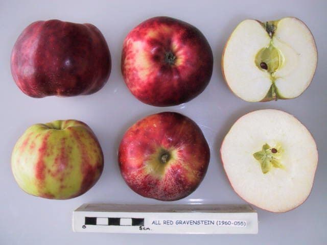 All-Red Gravenstein apple