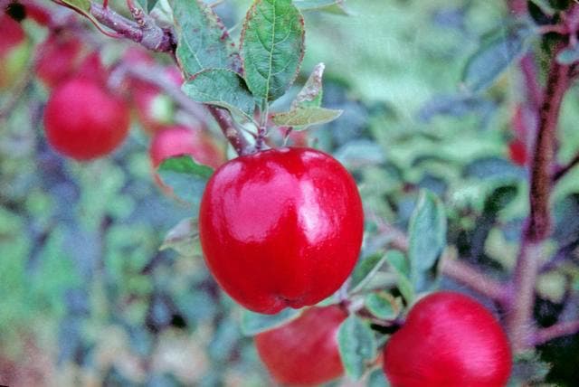 Beacon apple
