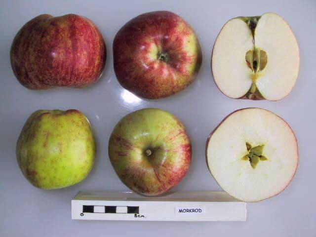 Morkrod apple
