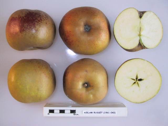 Acklam Russet apple